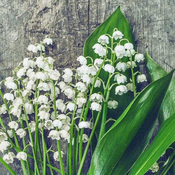 Du Muguet, des Macarons et des Chocolats pour plus de Bonheur ! - Actualités - Stéphane Pasco